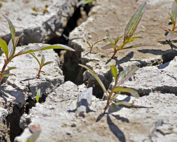 Que faire au potager pour lutter contre la sécheresse